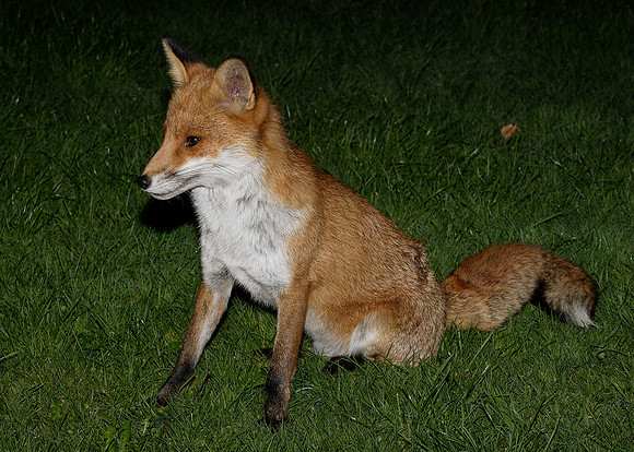 Red Fox Vulpes vulpes