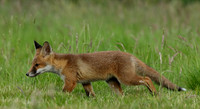 Red Fox Vulpes vulpes