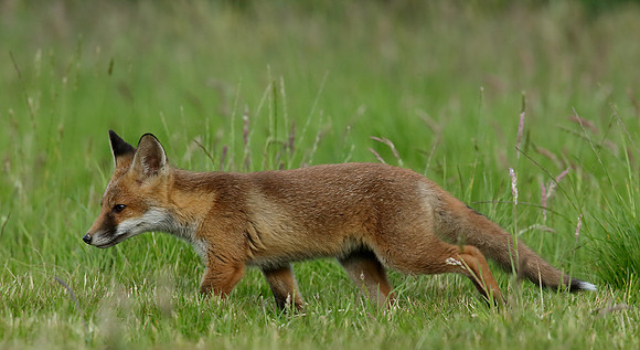 Red Fox Vulpes vulpes