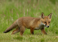 Red Fox Vulpes vulpes