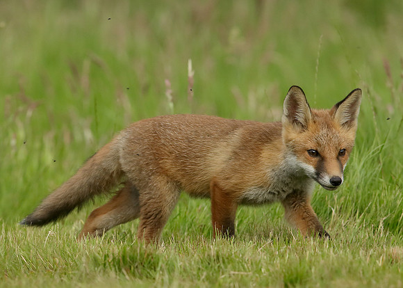 Red Fox Vulpes vulpes