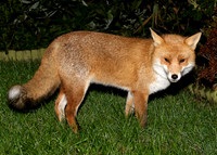 Red Fox Vulpes vulpes