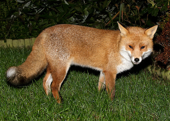 Red Fox Vulpes vulpes