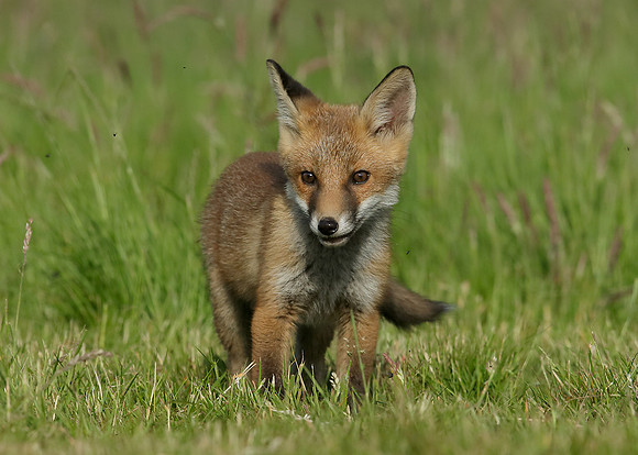 Red Fox Vulpes vulpes