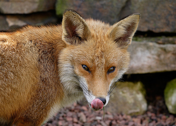 Red Fox Vulpes vulpes