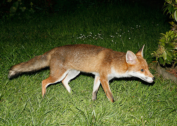 Red Fox Vulpes vulpes