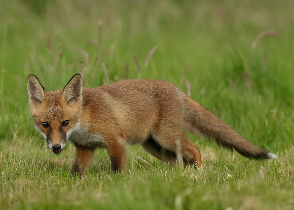 Red Fox Vulpes vulpes