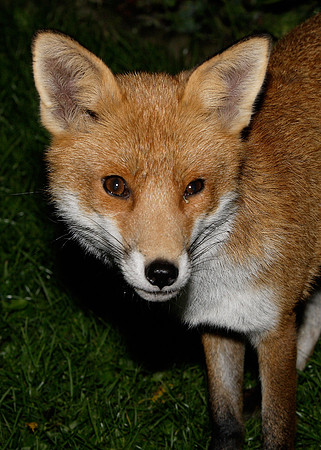 Red Fox Vulpes vulpes