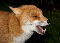 Red Fox Vulpes vulpes
