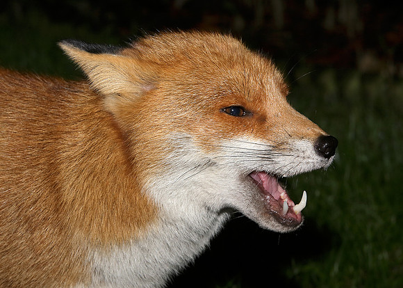 Red Fox Vulpes vulpes