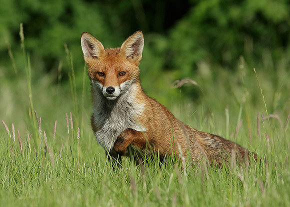 Red Fox Vulpes vulpes