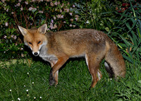 Red Fox Vulpes vulpes