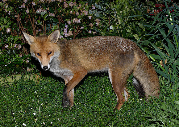 Red Fox Vulpes vulpes