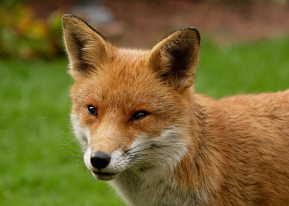 Red Fox Vulpes vulpes