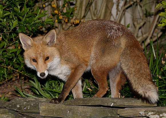 Red Fox Vulpes vulpes