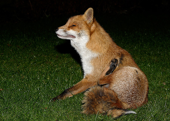 Red Fox Vulpes vulpes