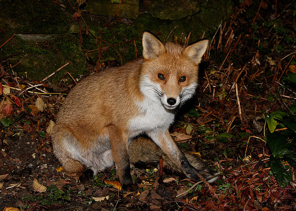 Red Fox Vulpes vulpes