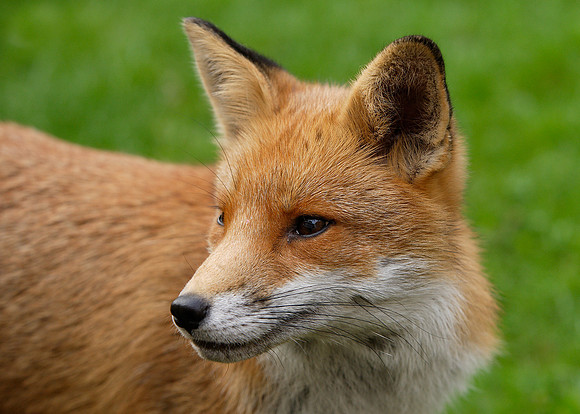 Red Fox Vulpes vulpes
