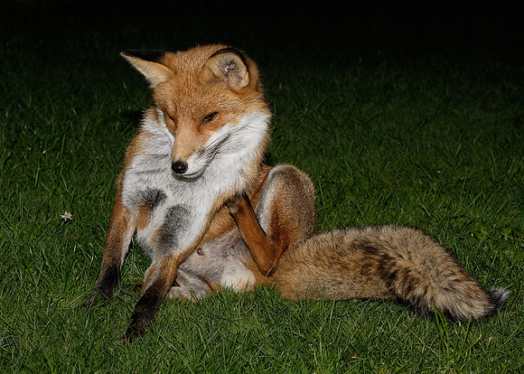 Red Fox Vulpes vulpes