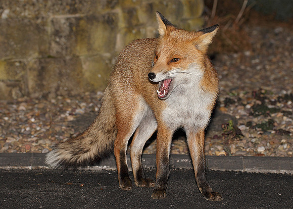 Red Fox Vulpes vulpes