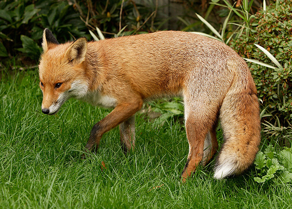 Red Fox Vulpes vulpes