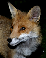 Red Fox Vulpes vulpes