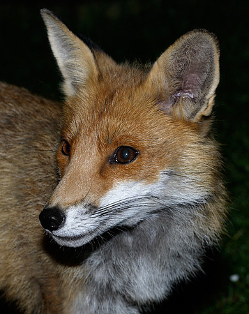 Red Fox Vulpes vulpes