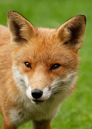 Red Fox Vulpes vulpes