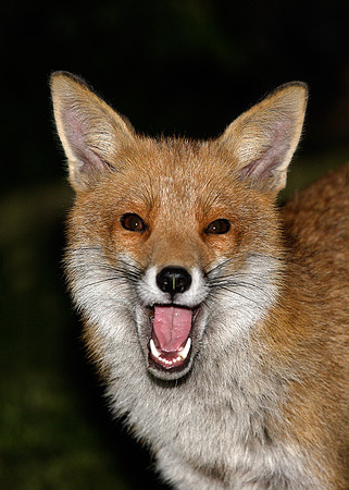 Red Fox Vulpes vulpes