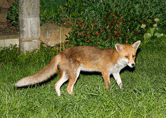 Red Fox Vulpes vulpes