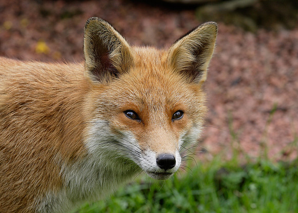 Red Fox Vulpes vulpes
