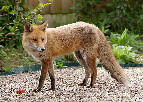 Red Fox Vulpes vulpes