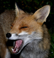 Red Fox Vulpes vulpes