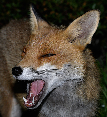 Red Fox Vulpes vulpes