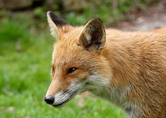 Red Fox Vulpes vulpes