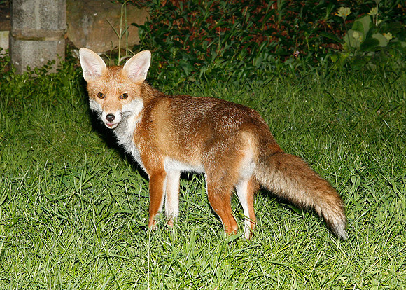 Red Fox Vulpes vulpes