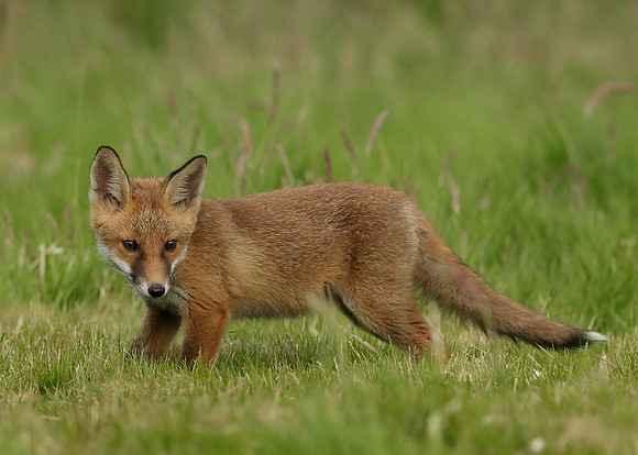 Red Fox Vulpes vulpes