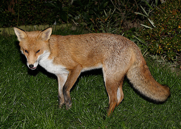 Red Fox Vulpes vulpes