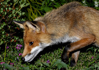 Red Fox Vulpes vulpes