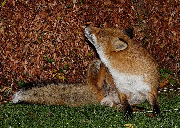 Red Fox Vulpes vulpes