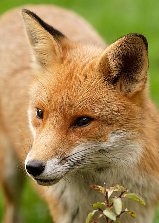 Red Fox Vulpes vulpes
