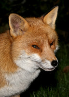 Red Fox Vulpes vulpes