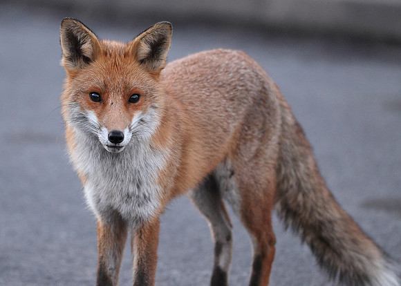 Red Fox Vulpes vulpes