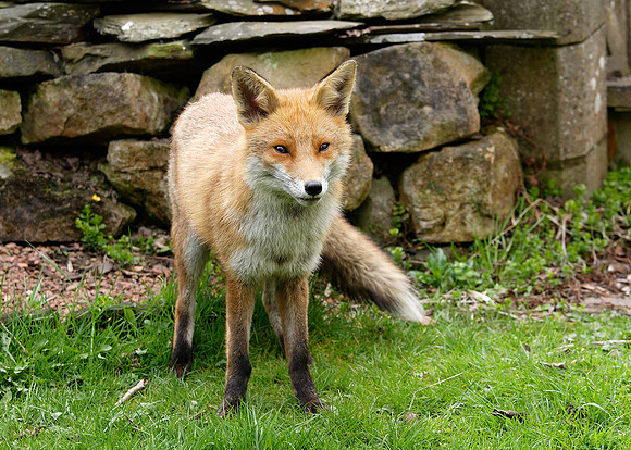 Red Fox Vulpes vulpes