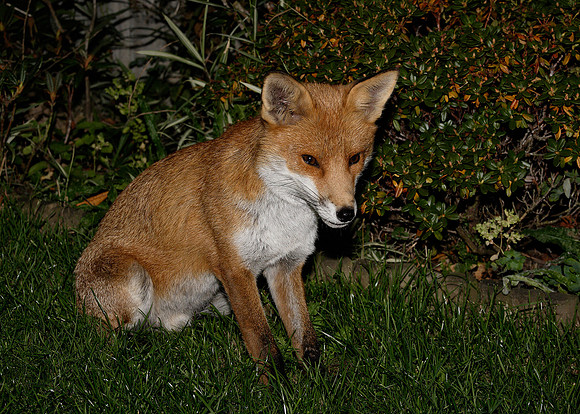 Red Fox Vulpes vulpes