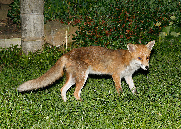 Red Fox Vulpes vulpes