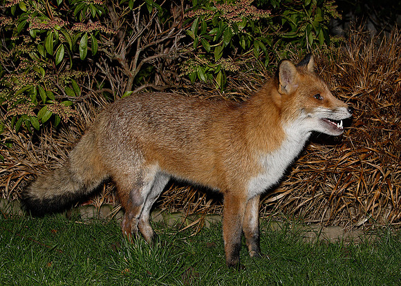Red Fox Vulpes vulpes