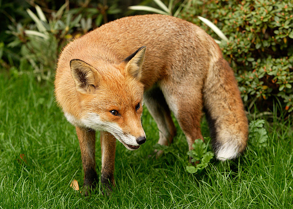 Red Fox Vulpes vulpes