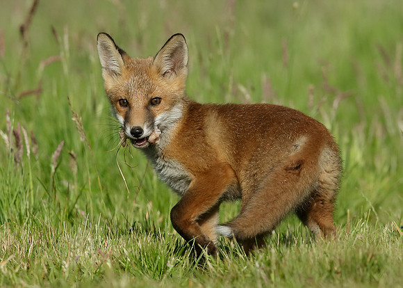 Red Fox Vulpes vulpes
