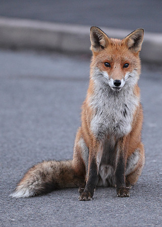 Red Fox Vulpes vulpes